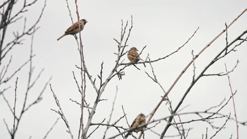 Birds