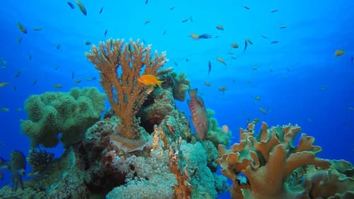 Vibrant Coral Reef Ecosystem with Tropical Fish