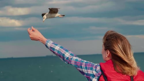 Woman Feeds a Seagull by the Sea