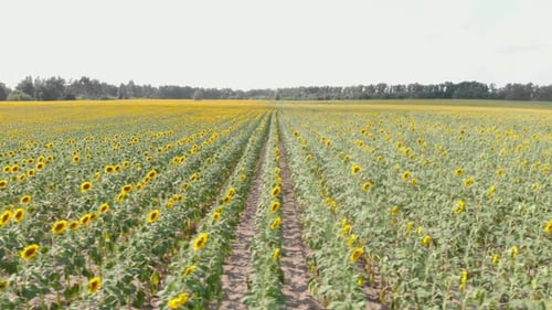 Belle vue aérienne au-dessus du champ de tournesols.