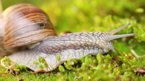 Eine Schnecke kriecht auf Moos