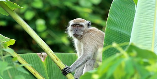Wilder Affe 01