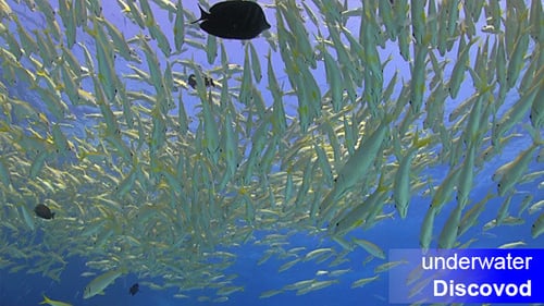 Shoal of Yellow Fish on Coral Reef