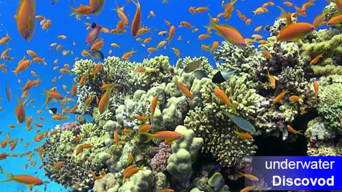 Colorful Fish on Vibrant Coral Reef