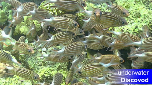 Colorful Fish on Vibrant Coral Reef 60