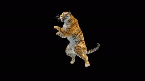 Tiger Tanzen 4K