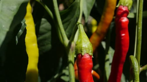 Colorful Peppers Growing in a Garden