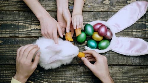 Family Feeding Rabbit with Easter Eggs on Wooden Table