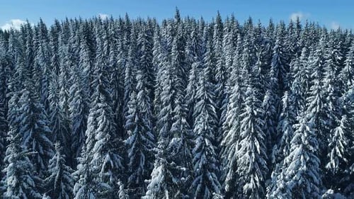 Flying Over Frozen Forest Snowy Pine Trees in the Winter Mountains