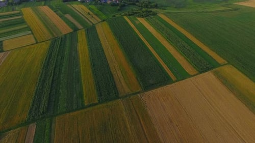 Green Fields Panorama. Top Aerial View.