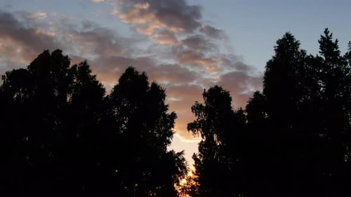 Golden Sunrise Through Trees, Aerial View