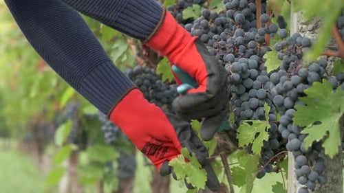 Landwirt beschneidet Weinberg mit Schere, Ranken