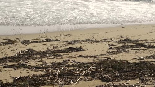 Beach Polution After a Hurricane a Lot of Garbage After Wind From Sea Plastic Polution