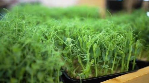 Green Peas Microgreen Sprouts Grow in Black Containers