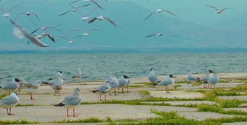 Pigeons and Seagulls 2