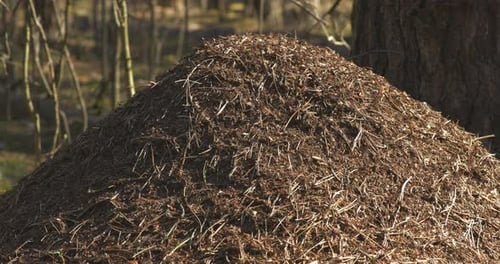 Rote Waldameisen Formica Rufa im Ameisenhaufen Makrofoto Großer Ameisenhaufen Nahaufnahme Ameisen bewegen sich im Ameisenhaufen