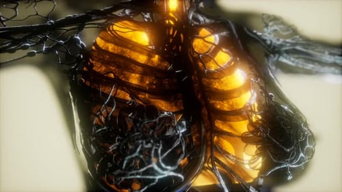 3D Medical Animation of Human Torso with Glowing Lungs