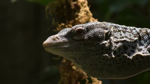 Varanus Macraei