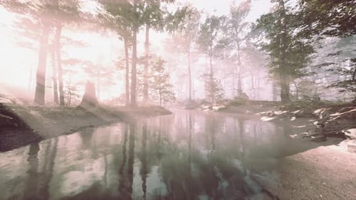Dark Pond in Mysterious Forest