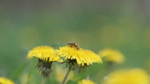 Honey Bee Gathering Nectar on Yellow Dandelion Flowers Blooming on Summer Meadow in Green Sunny