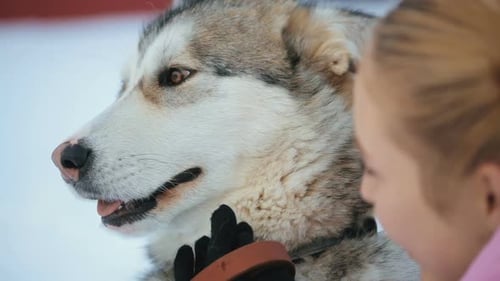 Young Girl Petting a Husky Dog in Winter