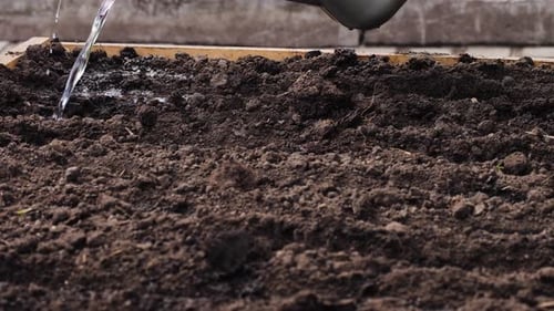 Watering Ground with Can