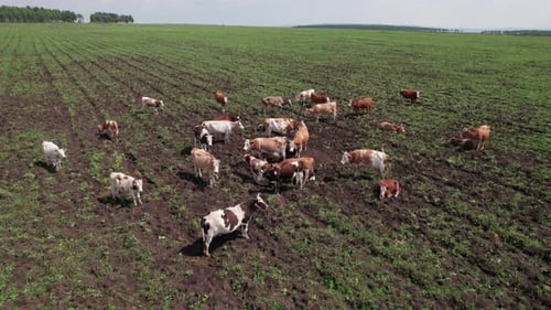 Aerial Drone Shot of Cows Grazing on Pasture Landscape