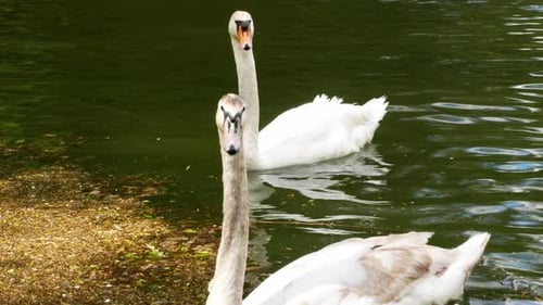 Cisnes no lago. Dois lindos cisnes nadam perto um do outro em um lago na floresta
.