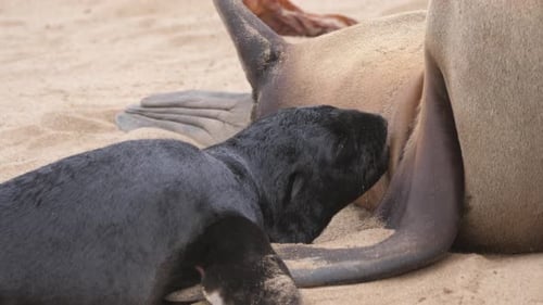 Close up from a sea lion feeding her pup