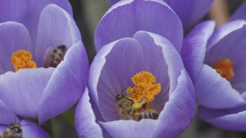 Bees pollinate crocus flowers on a sunny spring day, close video. Blackmagic Cinema 6K Camera.