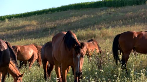 Horses Grazing Peacefully in a Green Meadow