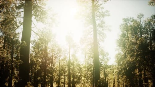 Hyperlapse in Sequoia Forest From Sunrise