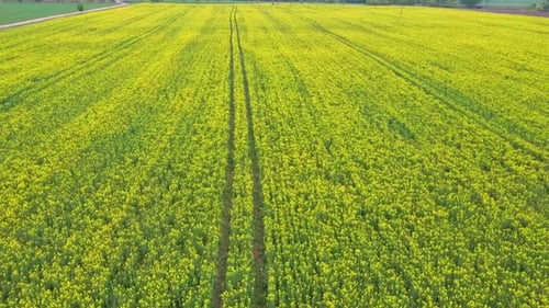 Flight Over Field With Flowering Canola Flowers