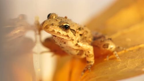 Wildfrosch in seinem natürlichen feuchten Lebensraum