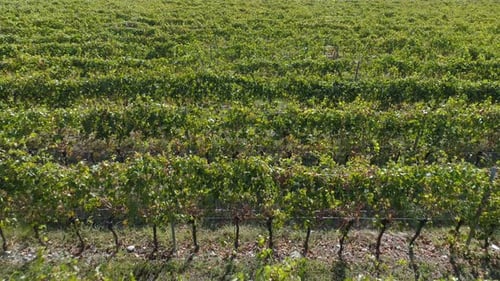 Aerial View of the Vineyards Fields