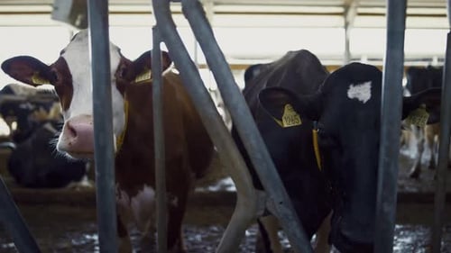Vaches debout stalle regardant la caméra sur Cowshed Closeup