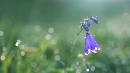 Bluebell flower