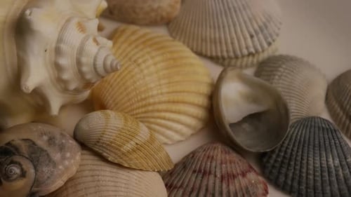 Vidéothèque tournantes de coquillages - SEA SHELLS 004
