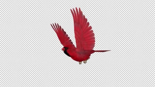 American Cardinal - Red Bird - Flying Loop - Ângulo lateral CU - Alpha Channel