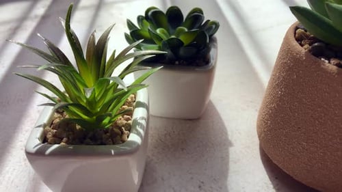 Green Home Plants