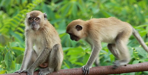 Singe sauvage 03