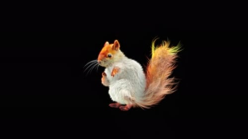 70 White Squirrel Dancing 4K