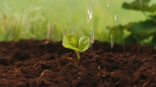 Watering Seedling of Strawberries in the Ground Closeup Drops of Water Falling on Young Plant in