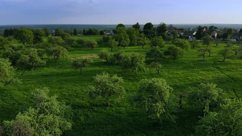 Beautiful Top View of Green Forest and Grass with Path