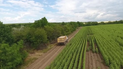 Beautiful Green Field and Trees Around a Dirt Road with a Truck Driving