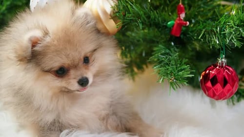 Close-up of a Cute Pomeranian Puppy Near a Christmas Tree