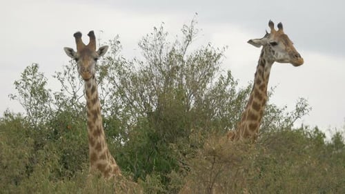 Deux girafes en train de manger