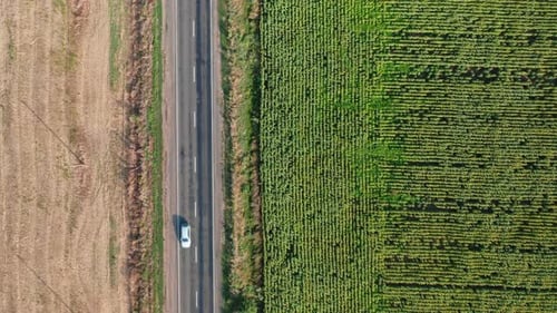 Aerial View of a Car and Bus Driving Along a Rural Road Along a Sunflower Field on a Summer Morning