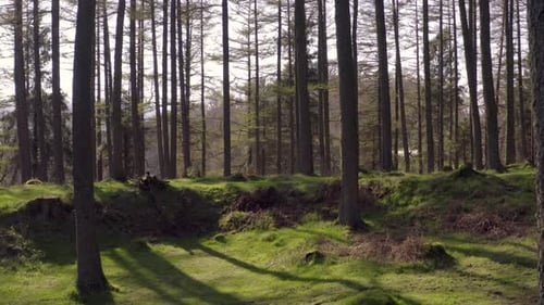 Green Carpeted Forest Floor at Sunset Rising View