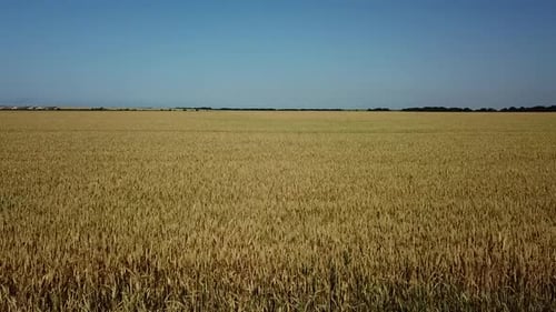 Wheat Field and Sunny Day, Beautiful Nature Landscape. Rural Scenery Under Shining Sunlight